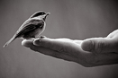 A Bird In The Hand resized 600